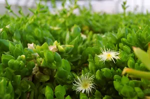 What is Kanna (Sceletium tortuosum) and How is it Used Traditionally?